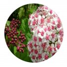 DwarfGiantFarm 200Pcs A Set Spiraea alpina Pall Seed   Prodgf