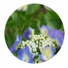 DwarfGiantFarm 200Pcs A Set Spiraea blumei Seed Prodgf