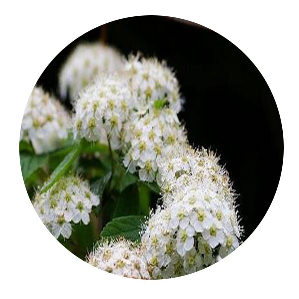 DwarfGiantFarm 200Pcs A Set Spiraea chinensis Maxim Seed Prodgf