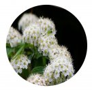 DwarfGiantFarm 200Pcs A Set Spiraea chinensis Maxim Seed Prodgf