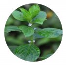 DwarfGiantFarm 200Pcs A Set Spermacoce latifolia Aubl Seed  Prodgf