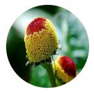 DwarfGiantFarm 200Pcs A Set Spilanthes oleracera Seed  Prodgf
