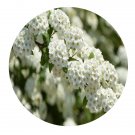 DwarfGiantFarm 200Pcs A Set Spiraea prunifolia Sieb Seed  Prodgf