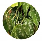 DwarfGiantFarm 200Pcs A Set Spindapsus pictus Argyraeus  Seed Prodgf