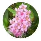 DwarfGiantFarm 200Pcs A Set Spiraea salicifolia Seed Prodgf