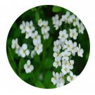 DwarfGiantFarm 200Pcs A Set Spiraea thunbergii  Blume Seed Prodgf