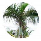 DwarfGiantFarm 200Pcs A Set Spindle palm Seed  Prodgf