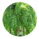 DwarfGiantFarm 200Pcs A Set Sophora japonica Pendula Seed  Prodgf