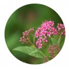 DwarfGiantFarm 200Pcs A Set Spiraea japonica Seed  Prodgf