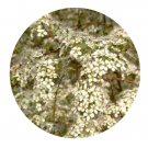 DwarfGiantFarm 200Pcs A Set Spiraea pubescens Turcz Seed Prodgf