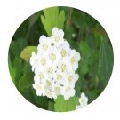 DwarfGiantFarm 200Pcs A Set Spiraea vonhouttei Seed Prodgf
