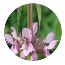 DwarfGiantFarm 200Pcs A Set Stachys japonica Seed Prodgf