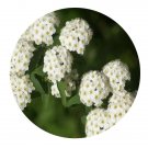 DwarfGiantFarm 200Pcs A Set Spiraea cantoniensis Seed Prodgf