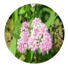 DwarfGiantFarm 200Pcs A Set Spiraea xbumalda Coldfiame Seed Prodgf