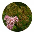 DwarfGiantFarm 200Pcs A Set Spiraea bumalda Goalden Mound Seed Prodgf