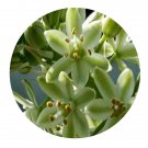 DwarfGiantFarm 200Pcs A Set star of Bethlehem Seed Prodgf