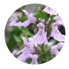 DwarfGiantFarm 200Pcs A Set Stachys sie-boldii Miq Seed Prodgf