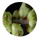 DwarfGiantFarm 200Pcs A Set Stachyurus chinensis Seed  Prodgf