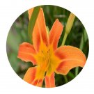DwarfGiantFarm 200Pcs A Set Hemerocallis  jybrida Seed Prodgf