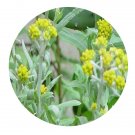 DwarfGiantFarm 200Pcs A Set Herba Gnaphaii Affinis Seed  Prodgf
