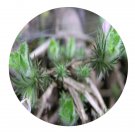 DwarfGiantFarm 200Pcs A Set Hemiphragma heterophyllum Seed  Prodgf