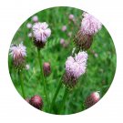 DwarfGiantFarm 200Pcs A Set Hemistepta lyrata Seed  Prodgf