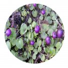 DwarfGiantFarm 200Pcs A Set Herb of Common Pratia Seed  Prodgf