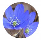 DwarfGiantFarm 200Pcs A Set Hepatica nobilis Schreb asiatica Seed Prodgf