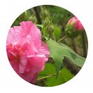 DwarfGiantFarm 200Pcs A Set Hibiscus mutabilis Seed Prodgf