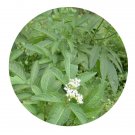 DwarfGiantFarm 200Pcs A Set Herba Saururi Chinensis Seed Prodgf