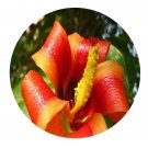 DwarfGiantFarm 200Pcs A Set Hibiscus elatusSw Seed   Prodgf