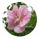 DwarfGiantFarm 200Pcs A Set Hibiscus syriacus Linn Seed    Prodgf