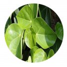 DwarfGiantFarm 200Pcs A Set Hernandia nymphiifolia Seed  Prodgf