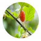 DwarfGiantFarm 200Pcs A Set Herba Rubi Parvifolii Seed  Prodgf