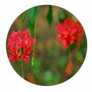DwarfGiantFarm 200Pcs A Set Hibiscus schizopetalus Seed Prodgf