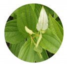 DwarfGiantFarm 200Pcs A Set Herba Saururi Chinensis Seed Prodgf