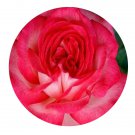 DwarfGiantFarm 500Pcs A Set Antique Rosa chinensis Flower Seed Prodgf