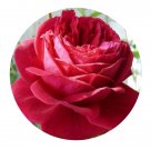 DwarfGiantFarm 500Pcs A Set Angel Rosa chinensis Flower Seed Prodgf