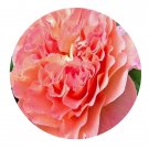 DwarfGiantFarm 500Pcs A Set Augusta Luise Rosa chinensis Flower Seed  Prodgf