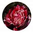 DwarfGiantFarm 500Pcs A Set Arrow Folies Rosa chinensis Flower Seed  Prodgf