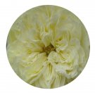 DwarfGiantFarm 500Pcs A Set Antique romantica Rosa chinensis Flower Seed  Prodgf
