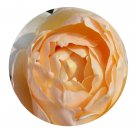DwarfGiantFarm 500Pcs A Set Jayne Austin Rosa chinensis Flower Seed  Prodgf