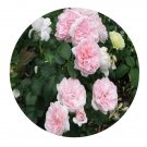 DwarfGiantFarm 500Pcs A Set Jasmina Rosa chinensis Flower Seed   Prodgf