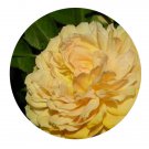 DwarfGiantFarm 500Pcs A Set Jeri Jennings Rosa chinensis Flower Seed  Prodgf