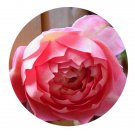 DwarfGiantFarm 500Pcs A Set Jubilee Celebration Rosa chinensis Flower Seed  Prodgf