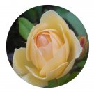 DwarfGiantFarm 500Pcs A Set joyce barden Rosa chinensis Flower Seed  Prodgf