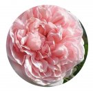 DwarfGiantFarm 500Pcs A Set Kathryn Morley Rosa chinensis Flower Seed Prodgf