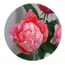 DwarfGiantFarm 500Pcs A Set La Zebra patience Rosa chinensis Flower Seed Prodgf