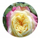 DwarfGiantFarm 500Pcs A Set Kordes’Jubilee Rosa chinensis Flower Seed Prodgf