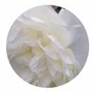 DwarfGiantFarm 500Pcs A Set Kronprinzessin Viktoria Rosa chinensis Flower Seed  Prodgf
